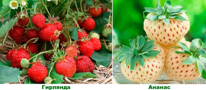 Рисунок - Земляника Рисунок - Земляника